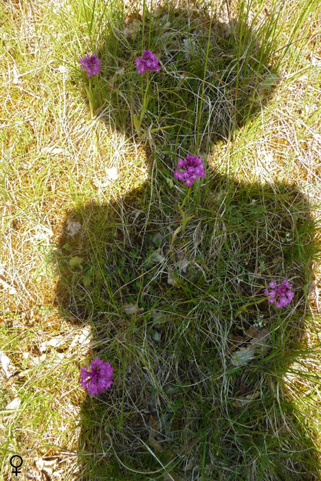 Autoportrait