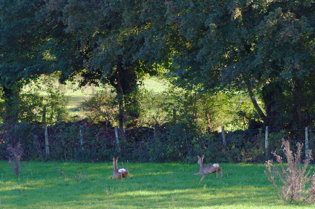 Chevreuils