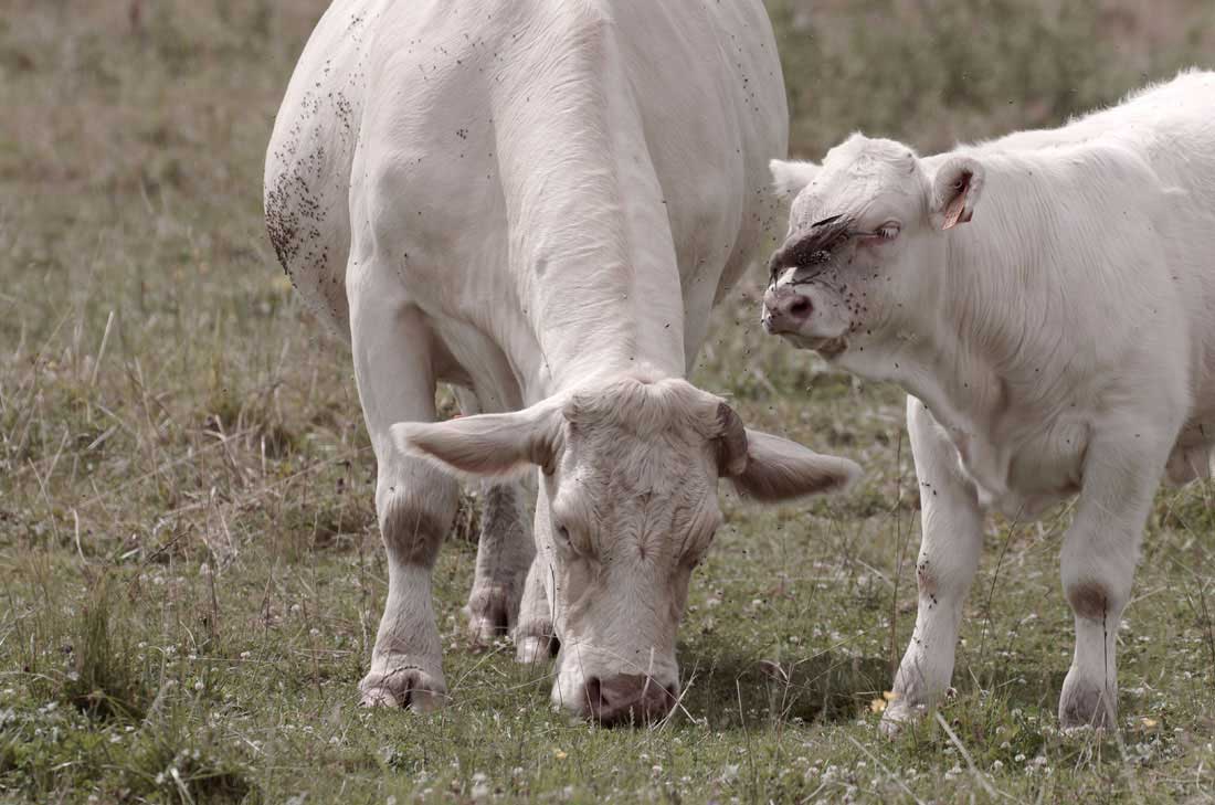Etourneau - vache