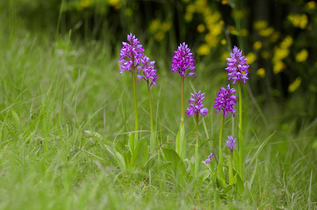 Orchidées