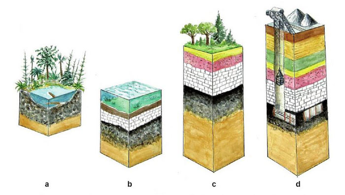 Les prêles. Formation du charbon