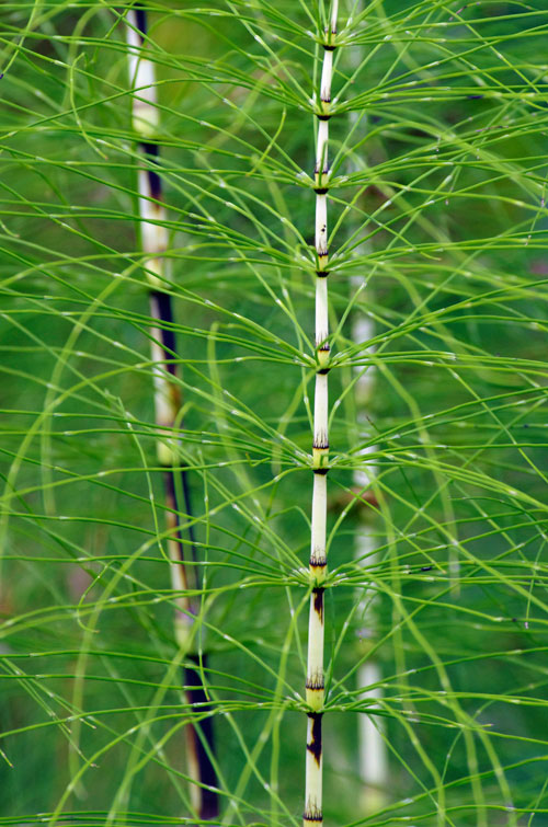 Tiges striles de prles (Equisetum telmateia)