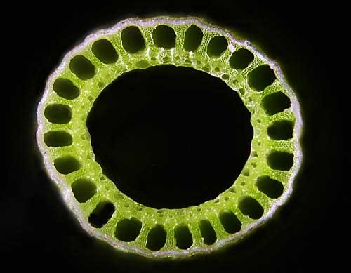 Equisetum telmateia. Coupe d'une tige