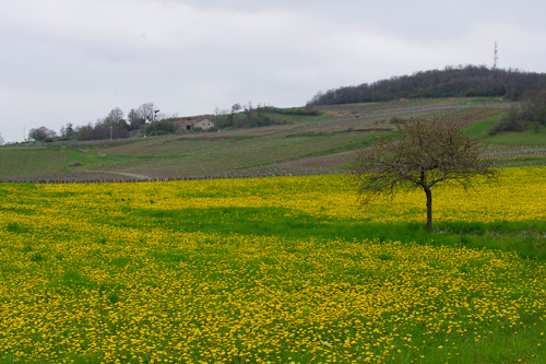 La pltrire et le mont Bouzu  Culles les Roches