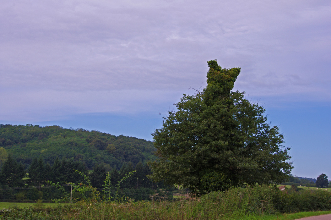 Photo d'un arbre en forme de poule, route du Puley