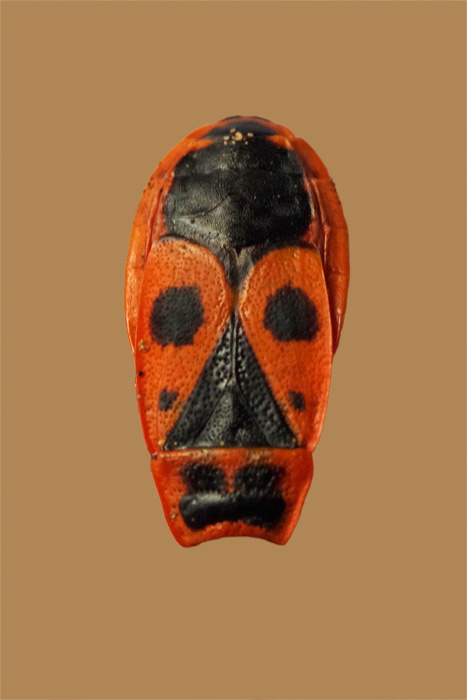 Photo d'un gendarme (Pyrrhocoris apterus)