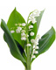 Muguet. Voie ferre